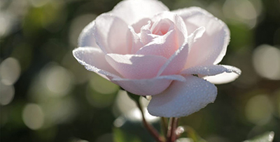 Гранвильская роза