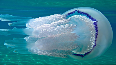 медуза-корнерот