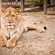  Отель Country Resort зоопарк с  животными